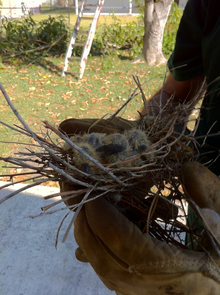 bird nest