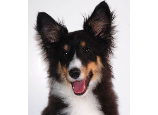 bailey dog as a puppy