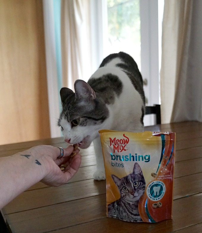 Keep Your Cat's Mouth Cleaner with Meow Mix Brushing Bites The Rebel