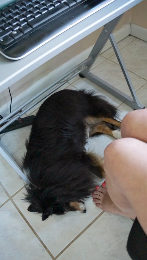 Join Purina’s #PetsAtWork Movement on National Take Your Dog to Work Day