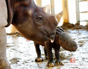 baby rhino at zoo Miami