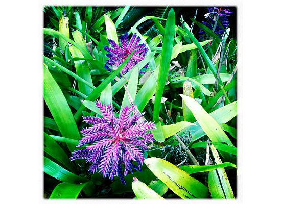 Fairchild Tropical Botanic Garden flowers