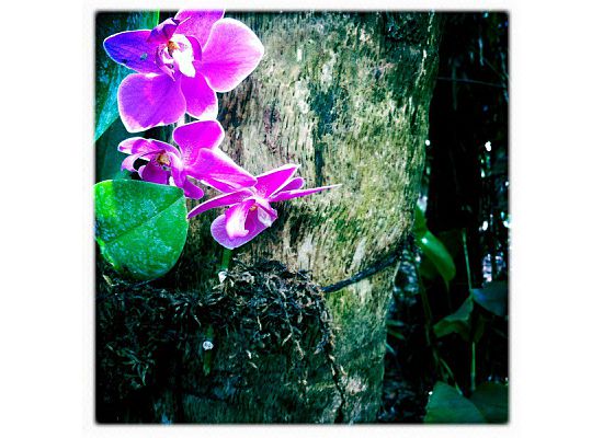 Fairchild Tropical Botanic Garden orchids