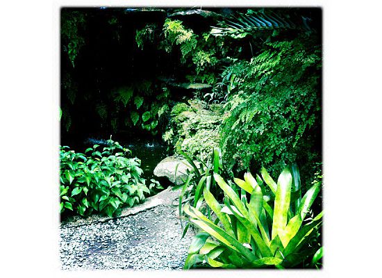 Fairchild Tropical Botanic Garden rainforest stream