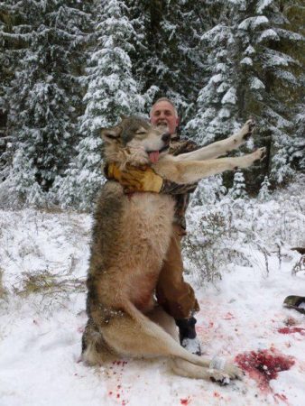 Giant Canadian Grey Wolves in Idaho - Fact or Photoshop?