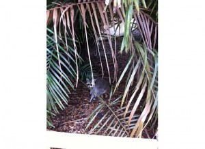 Fairchild Tropical Botanic Garden raccoon