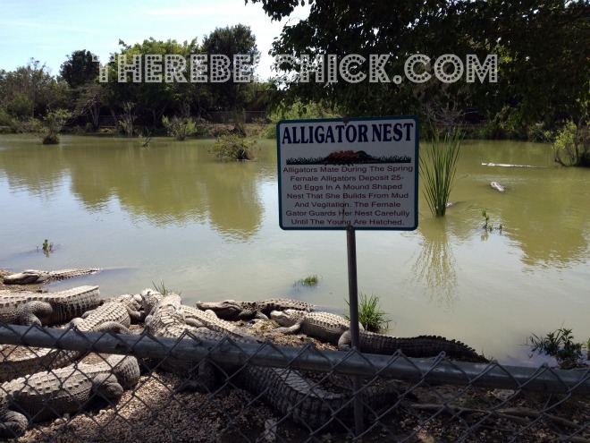 A Day at Everglades Alligator Farm in Miami