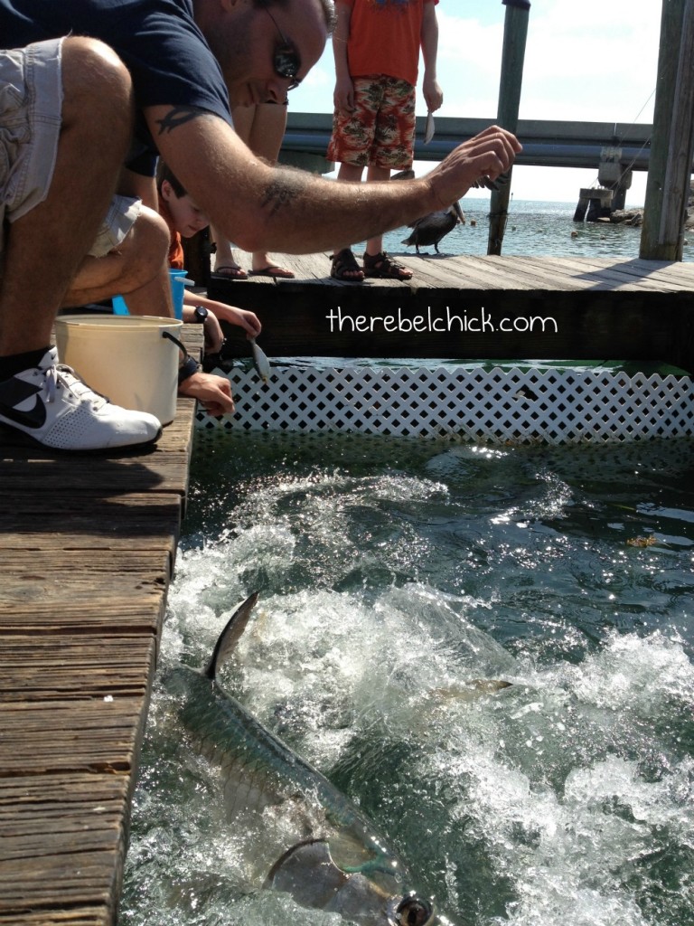 Robbie's Tarpon Feeding, Islamorada Florida Keys