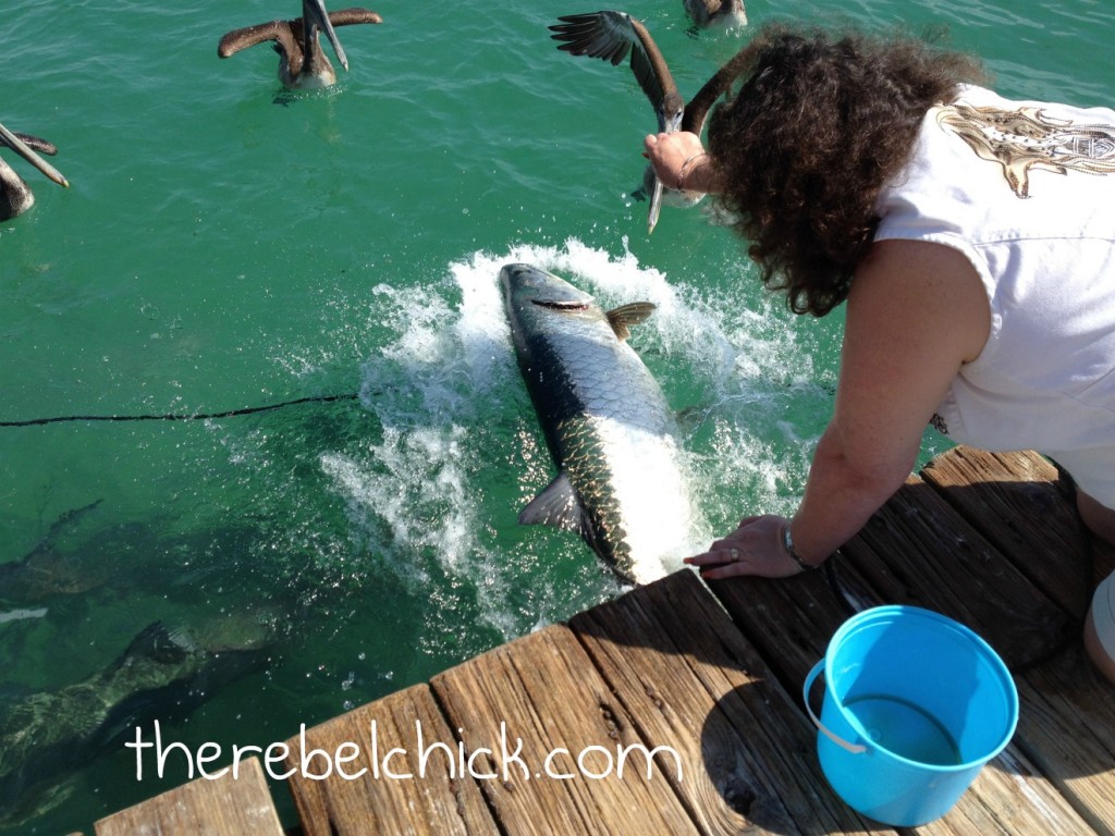 Robbie's Tarpon Feeding, Islamorada Florida Keys