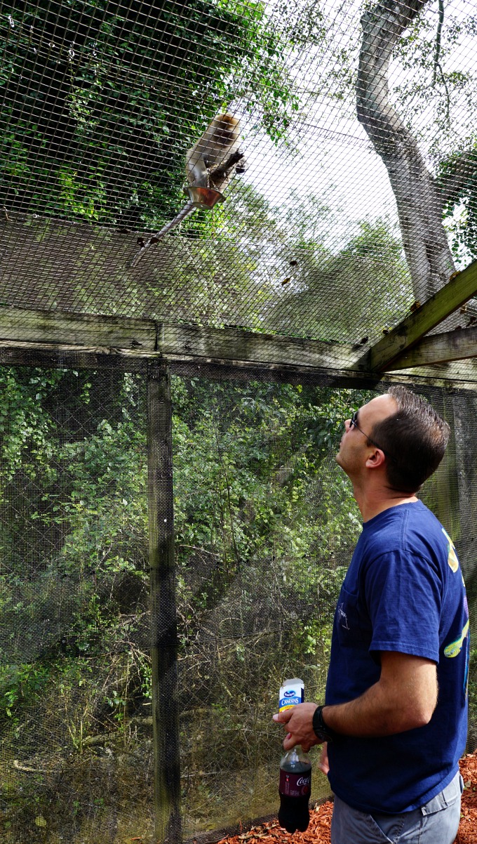 Monkey Jungle Miami Florida Animal Attraction