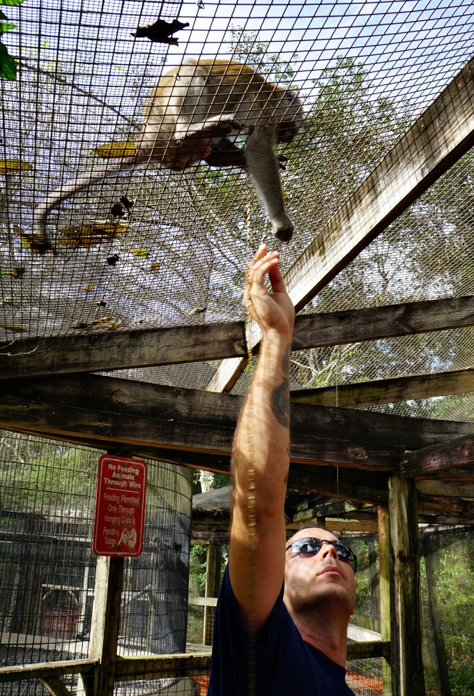 Monkey Jungle Miami Florida Animal Attraction