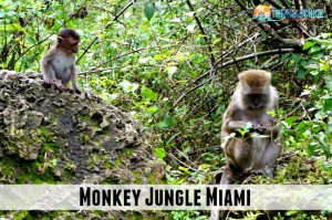 Monkey Jungle in Miami