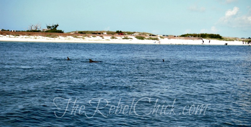 Dolphin Cruise Pensacola Beach, dolphin family