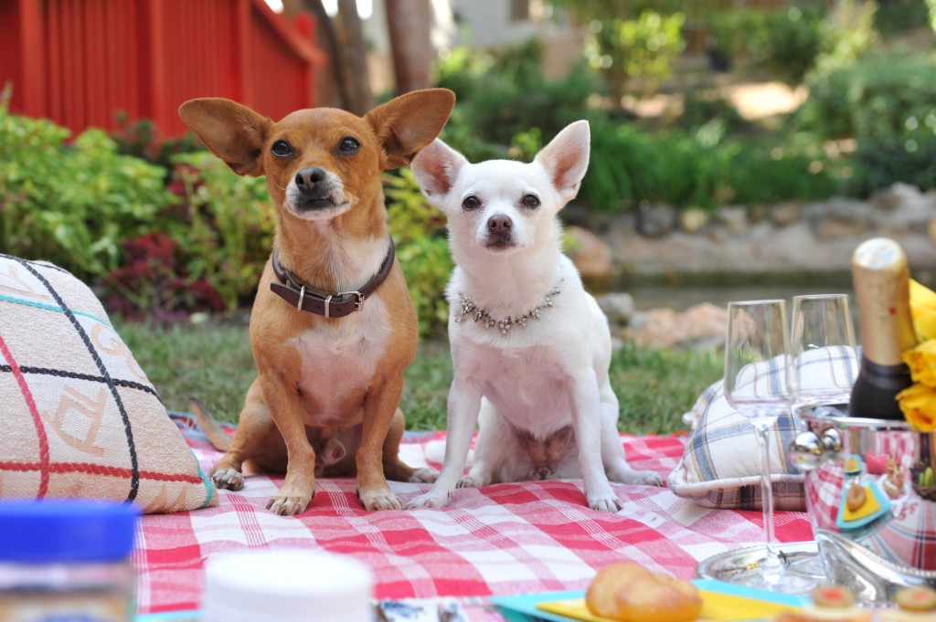 BEVERLY HILLS CHIHUAHUA 3 Papi's Picnic with Chloe
