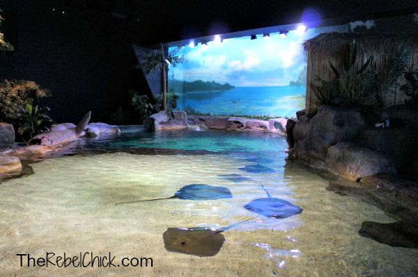 Ripley's Aquarium - Myrtle Beach, South Carolina