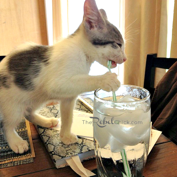 kitten drinking from a straw