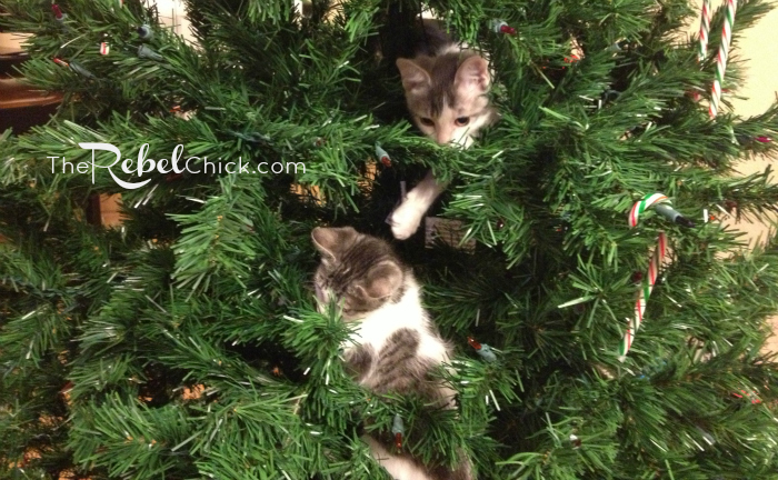 kittens in christmas tree