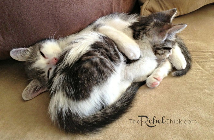 snuggly kittens