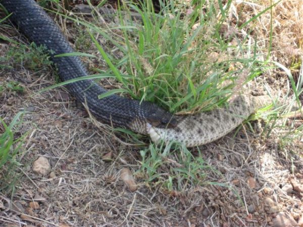 This is Why You Don't Kill Black Snakes