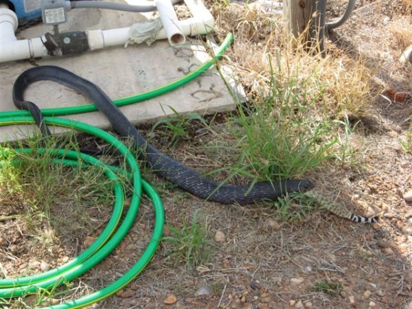 This is Why You Don't Kill Black Snakes