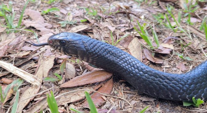 What is an Eastern Indigo Snake?