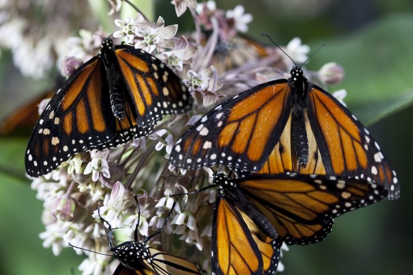 disneynature wings of life release date april 16