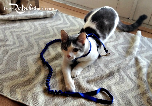 how to walk your cat on a leash #truenatureofcats