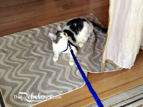 #truenatureofcats how to walk your kitten on a leash