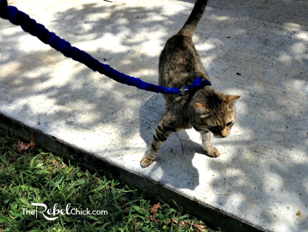 walk your cat on a leash #truenatureofcats