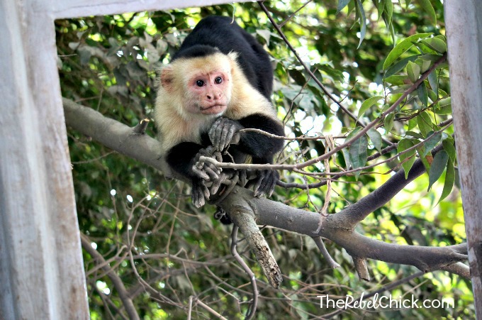 capuchin monkeys in Costa Rica