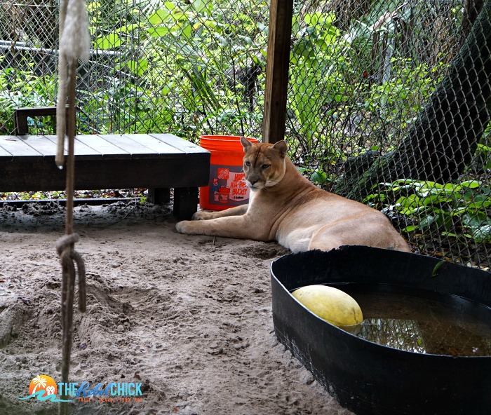 Shy Wolf Sanctuary in Naples Florida