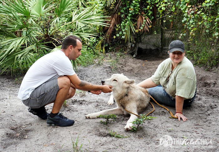 Shy Wolf Sanctuary in Naples Florida 