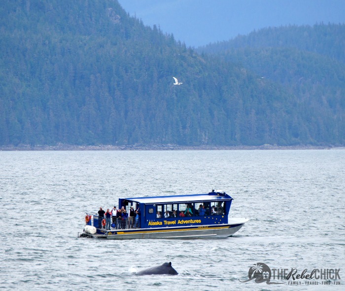 Whale Watching in Alaska on the Carnival Miracle 8