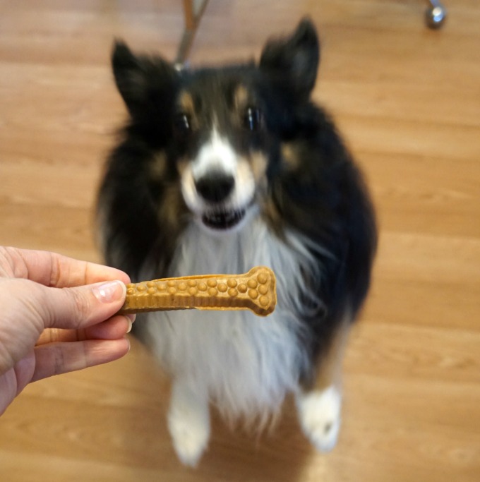 #ChewsWisely With Milk-Bone Brushing Chews!  Also grab your $1 off coupon AND enter to win a $250 Walmart gift card!  http://buff.ly/1DGJH1v #ad #MilkBone #SayItWithMilkBone