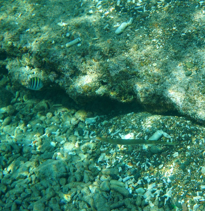 fish underwater in curacao