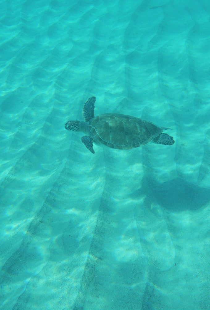 Snorkeling in Curacao