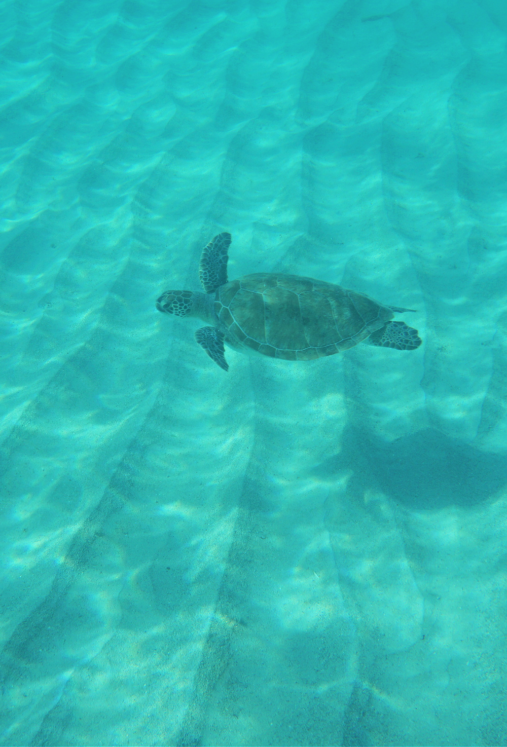 sea turtle swimming in Curacao