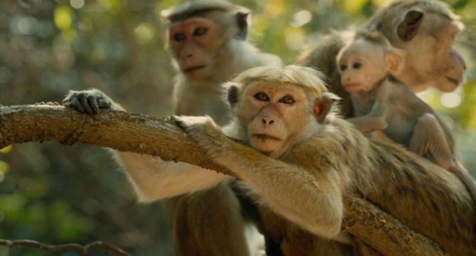 Disneynature Monkey Kingdom Movie Review {Spoilers} #MonkeyKingdom