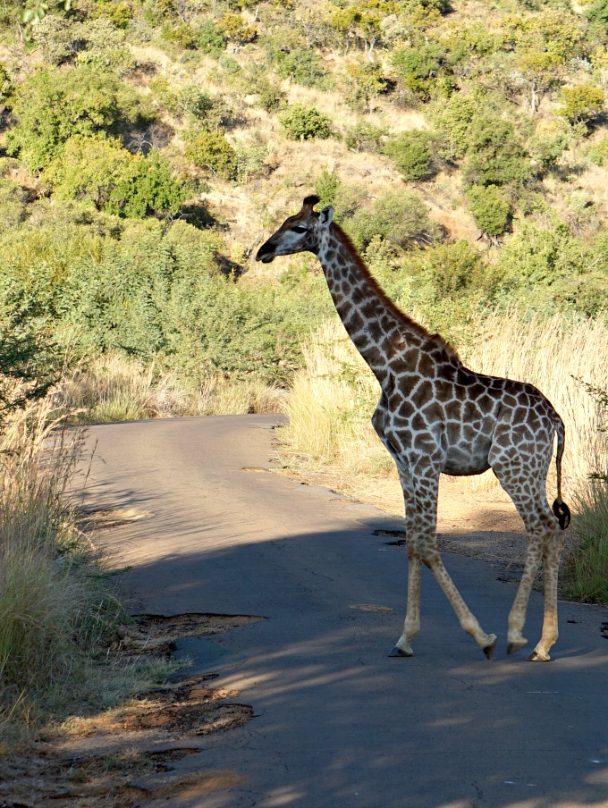 Pilanesberg National Park Safari in South Africa
