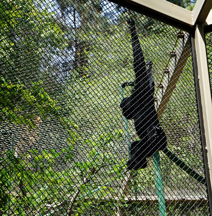 A Trip to the LA Zoo in Honor of Disneynature's Monkey Kingdom #monkeykingdom