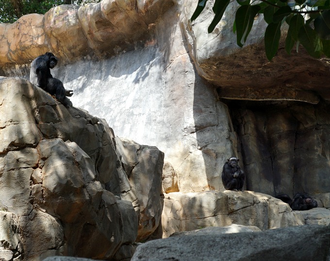 A Trip to the LA Zoo in Honor of Disneynature's Monkey Kingdom #monkeykingdom