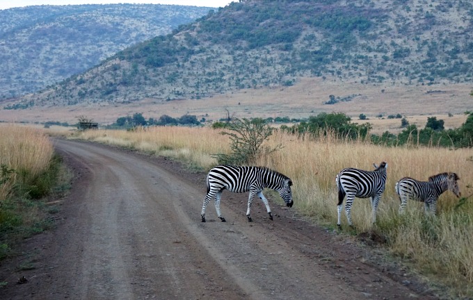 Pilanesberg National Park Safari in South Africa