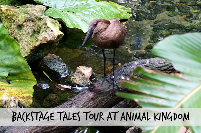 Backstage Tales Tour at Animal Kingdom