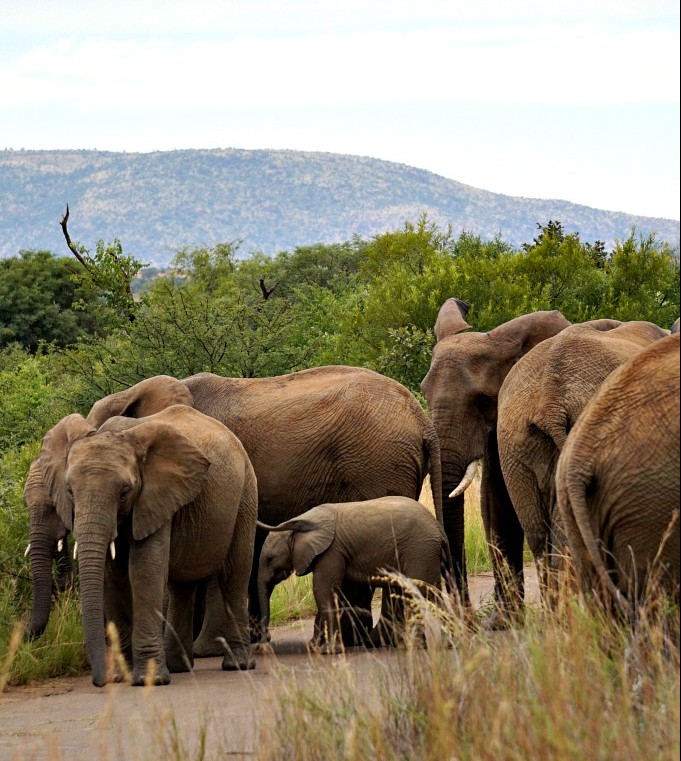 Pilanesberg National Park Safari With Groupon Getaways