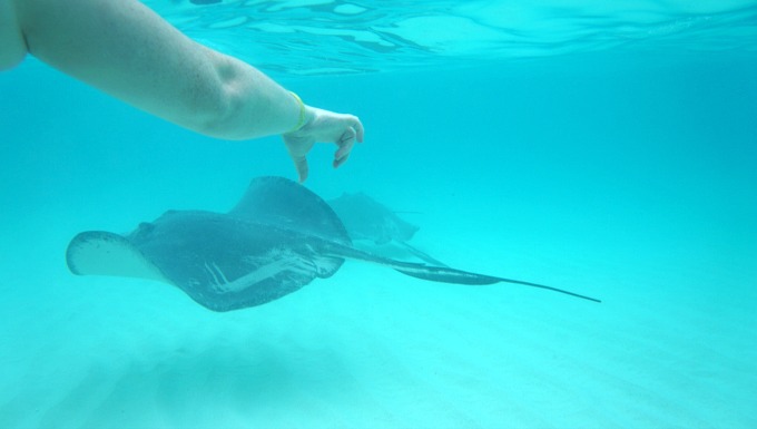 Swimming with Southern Stingrays at Stingray City in the Cayman Islands