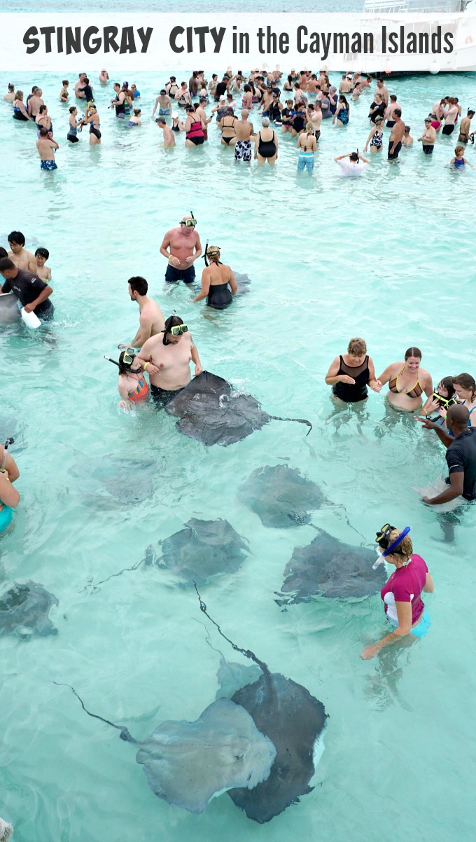 Swimming with Southern Stingrays at Stingray City in the Cayman Islands