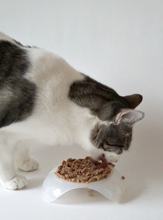 Gizmo loves Muse Natural Recipes at Petco