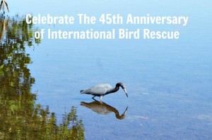 Celebrate The 45th Anniversary of International Bird Rescue