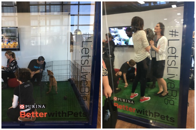 Purina's Better With Pets Summit 2016 #LetsLiveBig