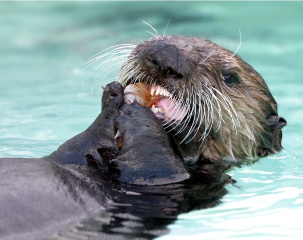 sea-otter-calloway-at-the-marine-mammal-center-1